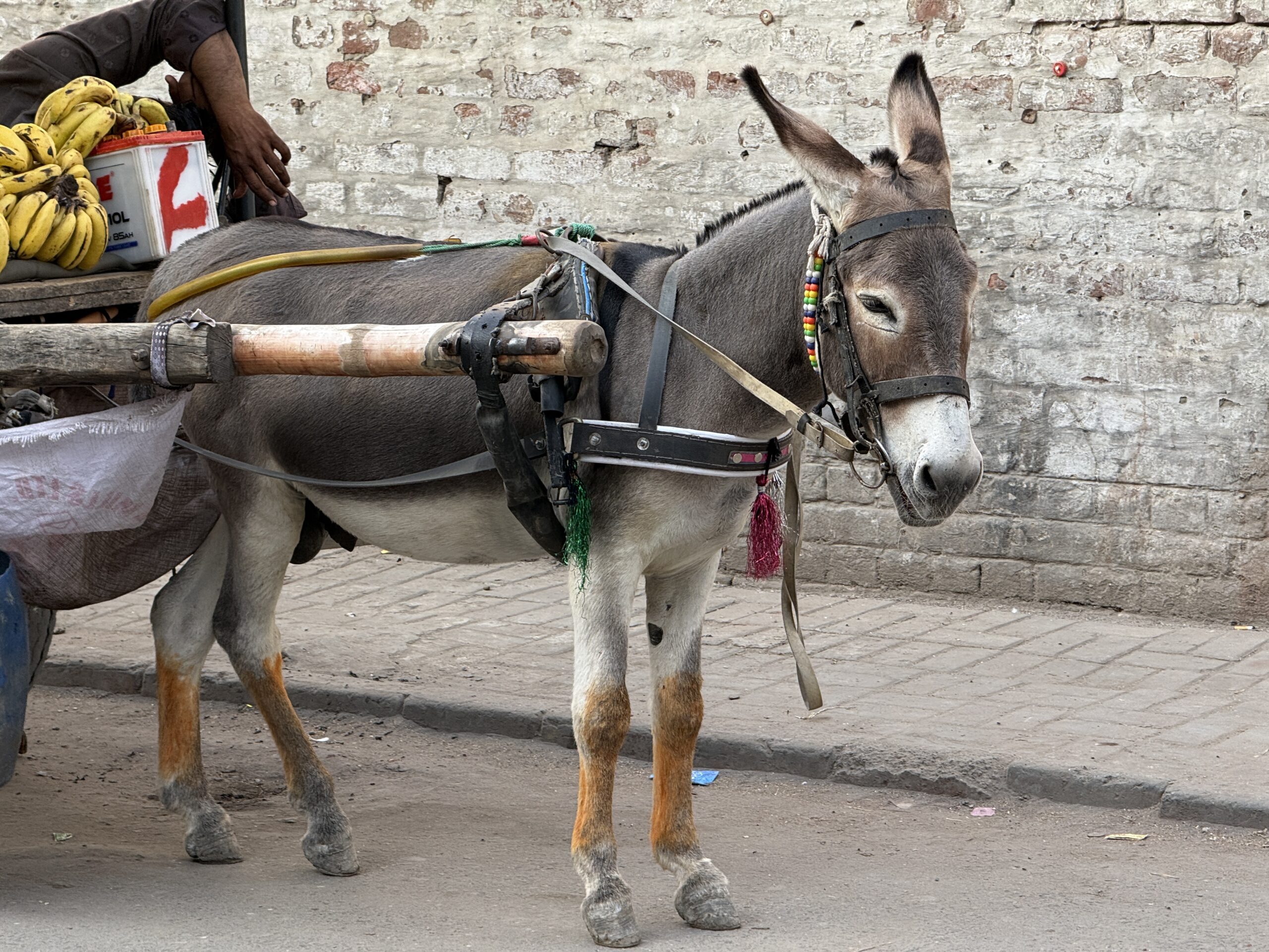 Animals Care & Welfare img 1364