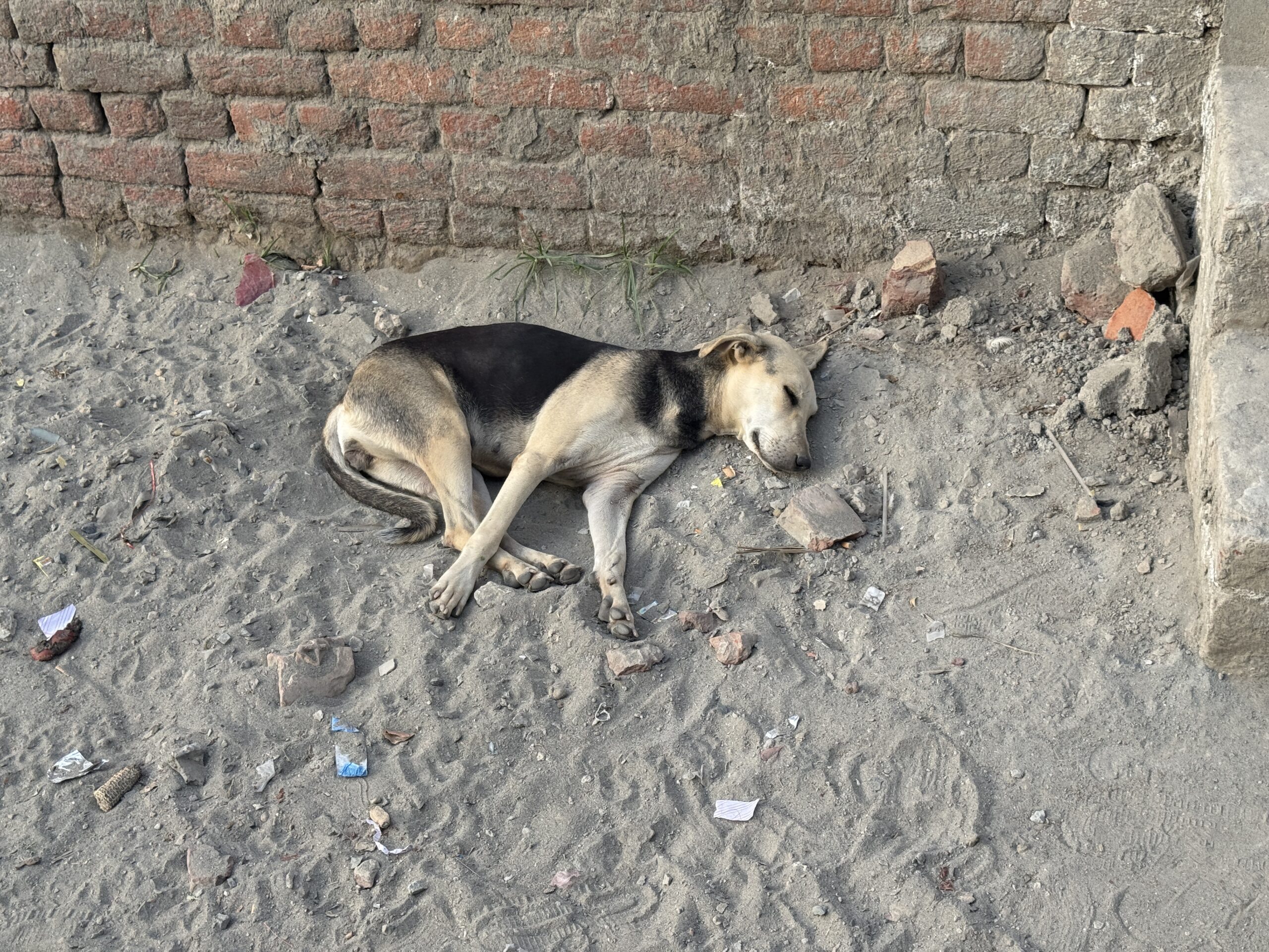 Animals Care & Welfare img 1465