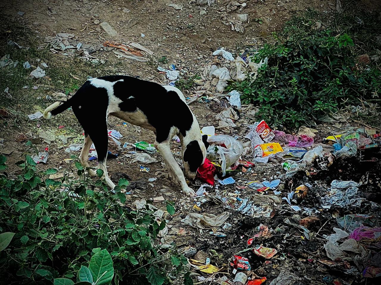 Animals Care & Welfare whatsapp image 2025 10 15 at 3.04.45 pm (1)