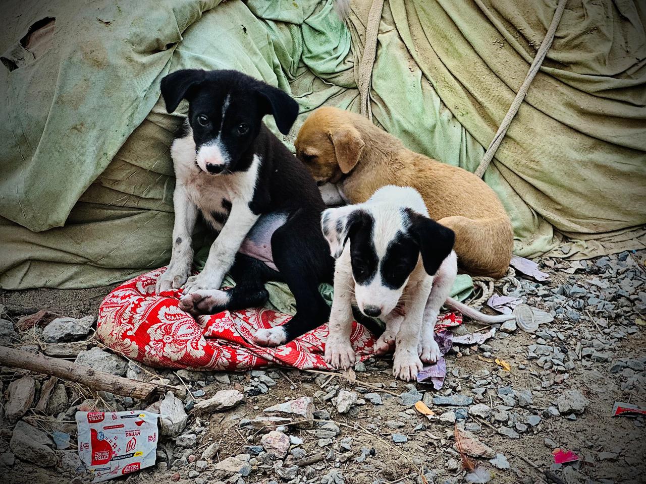 Animals Care & Welfare whatsapp image 2025 10 15 at 3.08.00 pm (1)