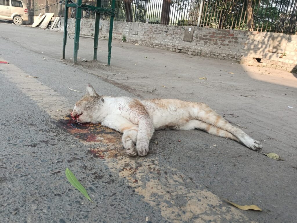 Animals Care & Welfare whatsapp image 2025 10 17 at 2.31.23 pm
